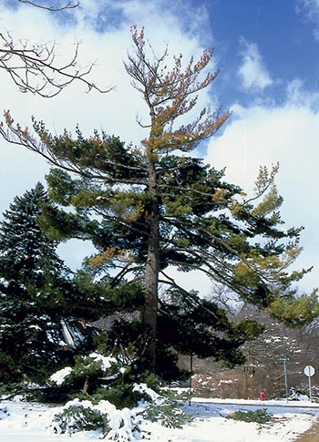 Advanced dieback has occurred on this white pine tree.