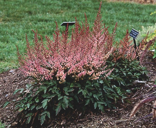 Astilbe is a tough plant all around, so long as it doesn’t have to go dry. Given constantly moist soil, it can put on a show even while putting up with singed leaves in full sun.