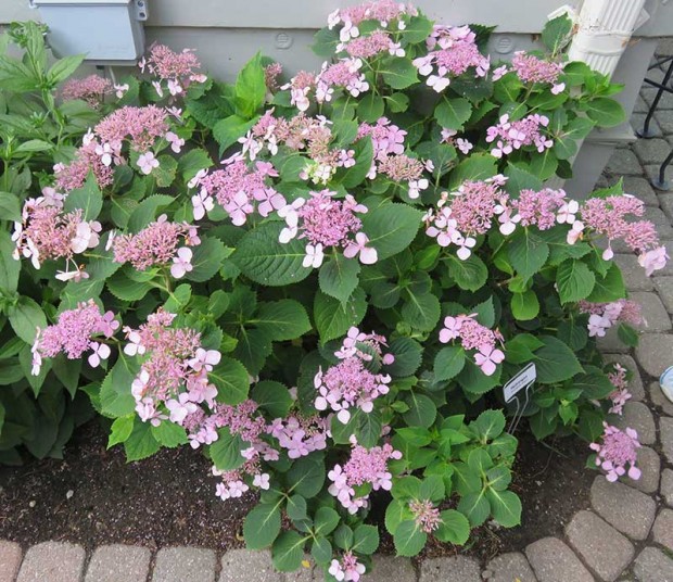This hydrangea (H. macrophylla ‘Shugert’) is just one of the many gorgeous hydrangeas in this garden.