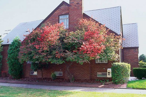 Favorite shrubs-as-trees are species with clean branching, such as this burning bush.