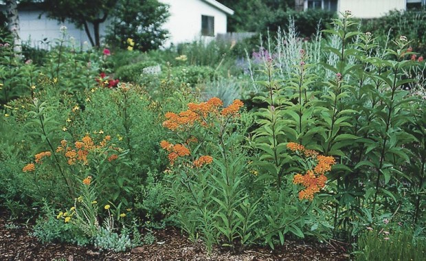 Pests can tell a plant that’s being tolerant, even if we can’t see any difference. Above, this butterfly weed (Asclepias tuberosa) growing in compacted soil at roadside may look fine at first glance...but it regularly falls prey to aphids (below) that never touch its sister plants growing 10 feet away in deeper, better drained soil. 