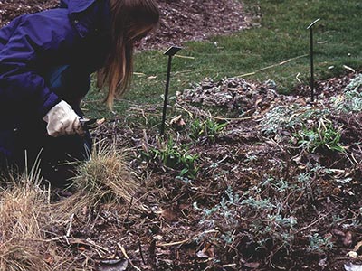 I clip herbaceous perennials back to the ground, leaving only the brand new leaves or flower buds.