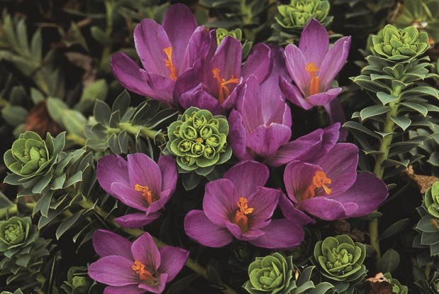 Crocus, a spring-blooming lark, has an additional qualification for doubling up: It has a shallow root and so can be paired with tap-rooted myrtle euphorbia (Euphorbia myrsinites).