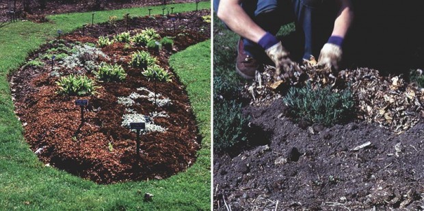 Left: I prefer mulch that is dark and fine in texture, such as cocoa hulls on the left edge of this bed. Right: But I will use anything that is free of weeds and can cover the ground, from shredded bark…to the fall leaves shown.