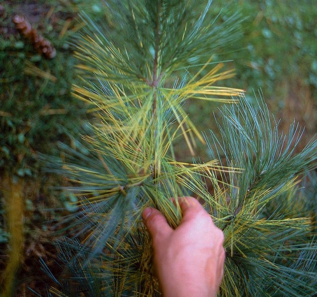 It is important to differentiate between white pine decline, and normal fall color, shown here. 