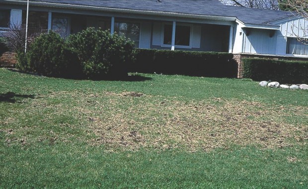 Don’t spread seed on dead weeds. Rake or till to let the seed fall on loosened soil, as shown here.