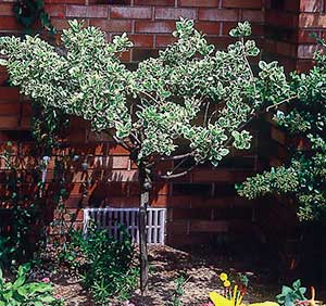 Evergreen euonymus (E. fortunei varieties such as this ‘Ivory Jade,’ ‘Emerald Gaiety’ and ‘Sunspot’) is so amenable to use as a shrub that many people don’t even know how beautifully it climbs when given a chance, or how striking it can be as a small tree.