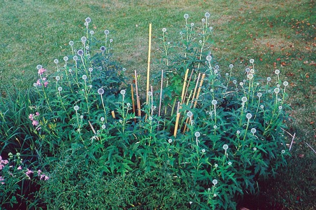 All of the fallen stems will be tied to or contained within the stakes you see here. You should be happy with the arrangement of the stakes before tying stems to them.