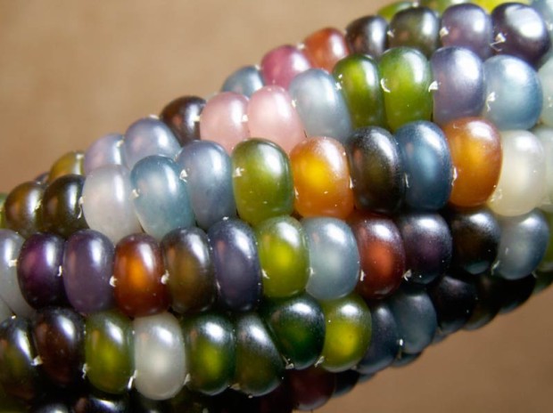 The nearly translucent Glass Gem Corn looks more like a work of art than a vegetable. (Photo: Greg Schoen/Native Seeds)