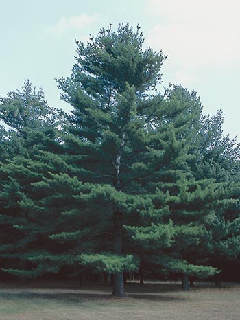 A healthy white pine is full and dark green.