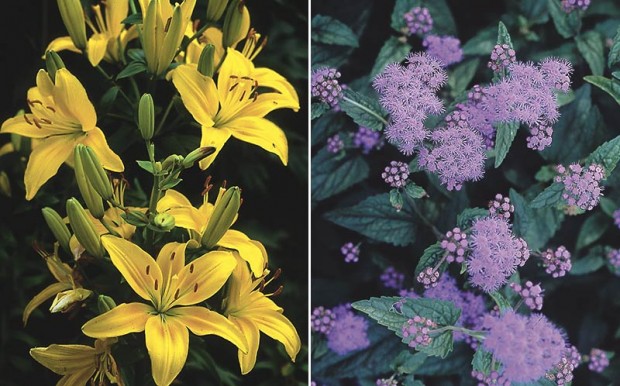 Tap root and shallow. The category “tap root” doesn’t always mean a single, straight root but a root that is deep. Hybrid lily, left, has a deeper root than perennial ageratum (Eupatorium coelestinum a.k.a. Conoclinium coelestinum, right), so the two can co-exist harmoniously.