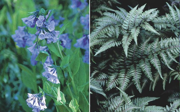 Lark and owl: The lark, Virginia bluebells (Mertensia virginica), is a great match for the owl, Japanese painted fern (Athyrium niponicum var. pictum), because both are at home in the shade.