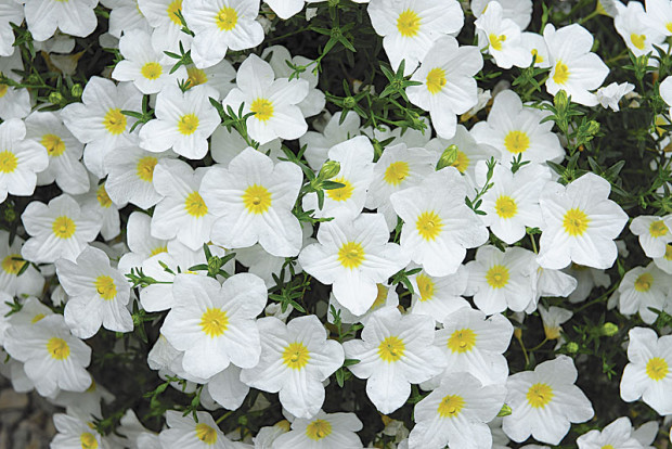 ‘Lara White’ cup flower - Nierembergia (photo: Ball Horticultural Company)