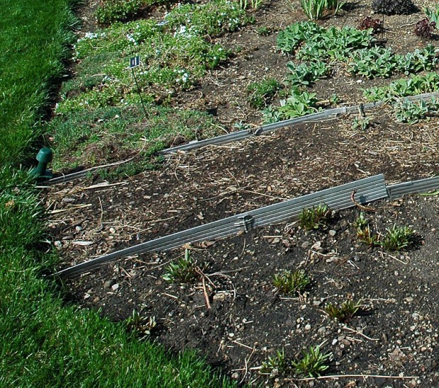 Metal can be longer lasting than plastic edging but it is just as likely to be forced up out of the ground if not set in well to begin.