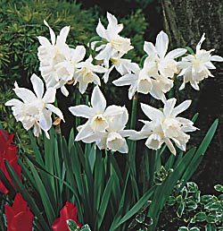 narcissus-daffodil-thalia