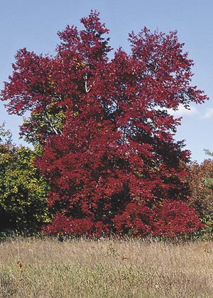 Few plants shine so brightly in fall as our native red maple.