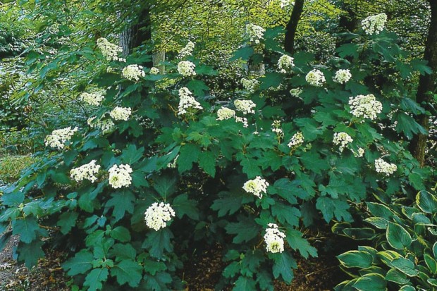 September is a great time to move most shrubs. Oakleaf hydrangea (Hydrangea quercifolia) blooms wonderfully in half shade in moist, well-drained soil. If grown in other locations it’s a disappointment.