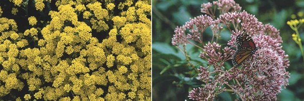 Perennial alyssum is not only a tap root plant but a ground floor specialist. Thus it doubles-up well with a shallow-rooted high riser such as Joe Pye weed (Eupatorium purpureum).