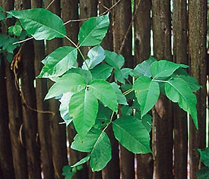 Perhaps our best defense against dangerous plants such as poison ivy is to learn to identify them and steer clear of them!