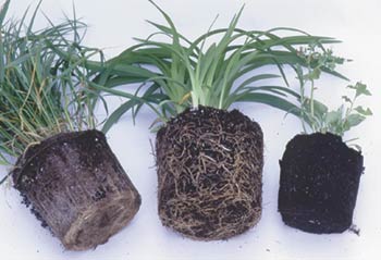 How can a buyer know that their garden center sells a reasonable size for the price? Buy some test plants from several sources, depot them and see if they have grown to just fill the pot (daylily, center), have been held too long so that they’ve become rootbound (ornamental grass, left) or were too-recently up-potted so that roots have not yet filled the container (right). No grower can achieve perfection in every one of hundreds of crops, but I know to buy from the ones who most frequently achieve the full-but-not-rootbound stage.