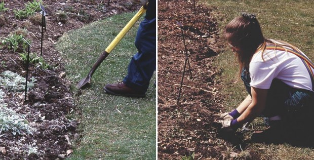…and leaning back on the handle of the spade, which forces the blade up and loosens that soil along the bed edge. Removing weeds from the edge is simple in that loose soil.