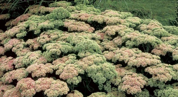 Sedum ‘Autumn Joy’ has become the plant I love to hate, because it’s too perfect. Is it fair that a plant with good foliage all summer, great color all fall, plus winter interest should also handle drought and heat without faltering?!