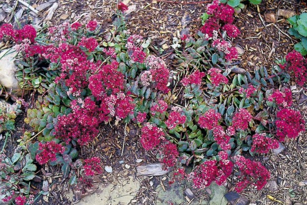 Sedum 'Vera Jameson' is pretty in bloom (above) and pretty in leaf (below), but it’s not aggressive. Left too long in one spot, it will be crowded by other plants or affected by depleted soil nutrients and begin to decline.