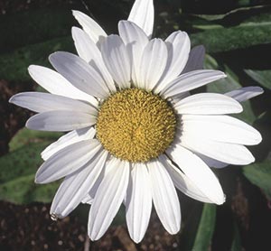 Luther Burbank, by all measures a genius for more than 800 plant introductions, including the classic Shasta daisy, readily admitted to talking to his plants. He wrote that plants are telepathically capable of understanding speech. 
