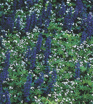 Virginia Smith poses sweet woodruff (Galium odoratum) as an example of an acceptable weed that succeeds on many levels. It fills in bare spaces, cohabiting agreeably here with blue-blooming Ajuga repens, and also offers features the older gardener learns to appreciate. “It’s so pretty in shape, foliage color and texture; it’s not just a bloom thing.” 