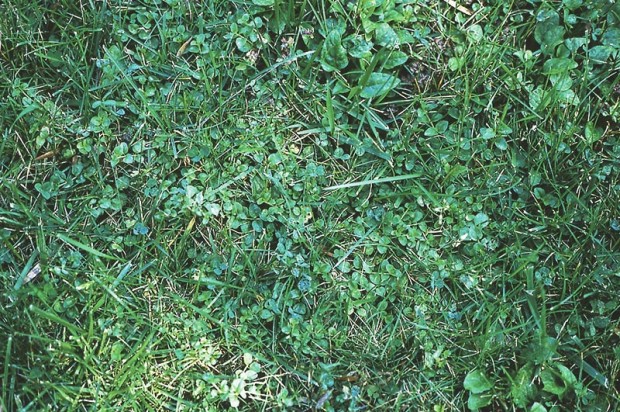 News flash—those weeds aren’t taking over your lawn, they are your lawn!
