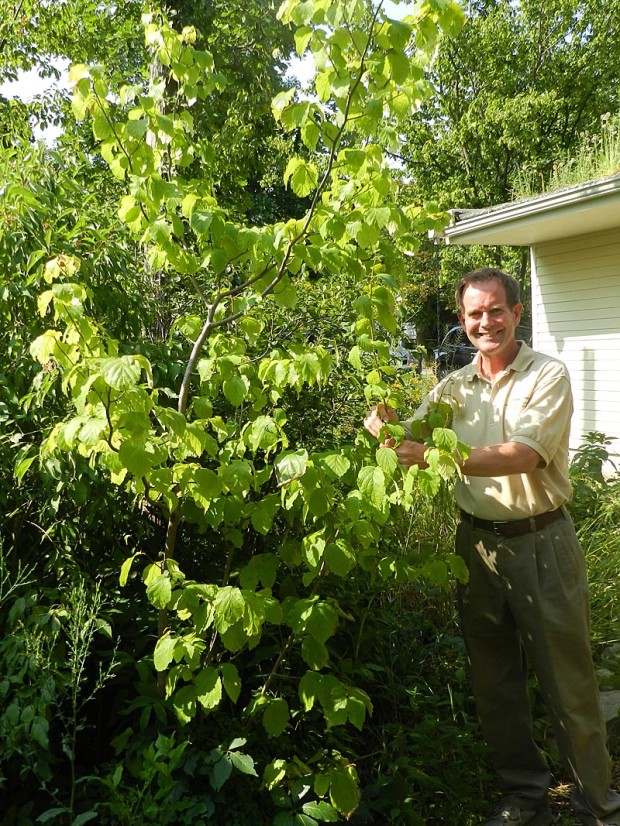 Bob Grese tends to a witch hazel tree (Hamamelis virginiana). Native Americans used the tree bark to treat sores, tumors, skin ulcers, sore muscles, coughs, and colds. Yellow blooms in early spring and yellow fall color make this a beautiful tree.