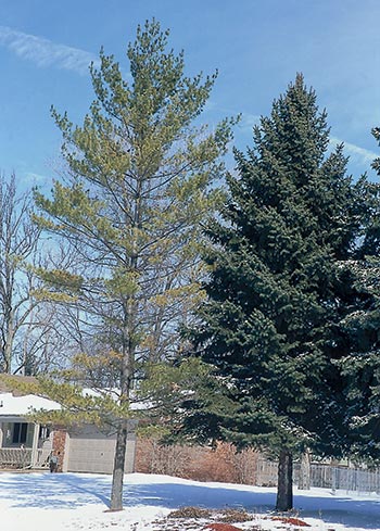 This white pine, next to the spruce on the right, is yellow and thin—signs of decline.