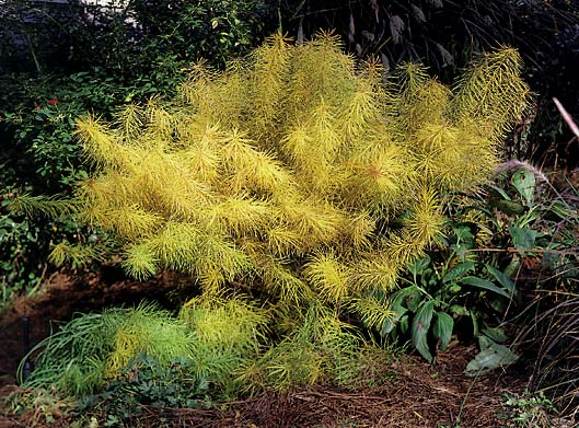 Amsonia-blue-star-amsonia-Hubrectii