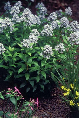 Amsonia-Tabernaemontana