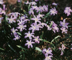 Chionodoxa-luciliae