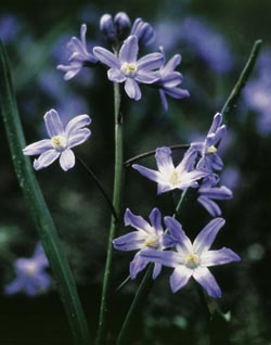 Chionodoxa-gigantea