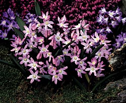 Chionodoxa-Pink-Giant