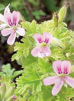 Cinnamon-Rose-scented-geranium