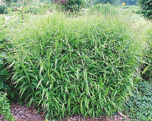 Image of Brunnera (Perennial Forget-Me-Not) companion plant for northern sea oats