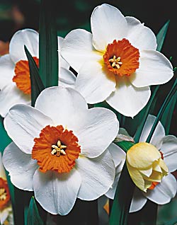 Narcissus-Daffodil-Barrett-Browning