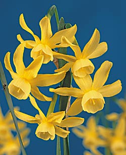 Narcissus-Daffodils-Hawera