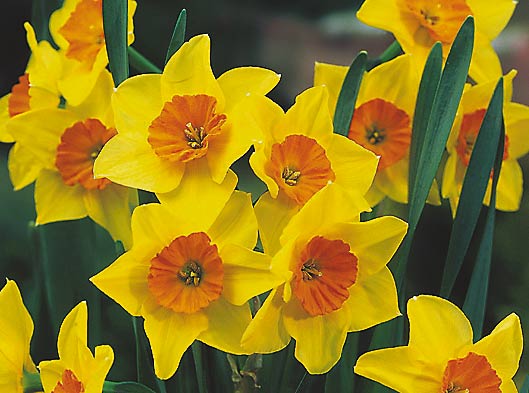 Narcissus-Daffodil-Suzy