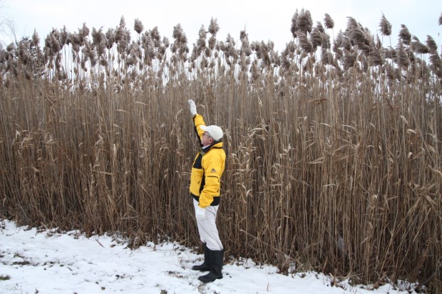 August through October are the best months to treat phragmites with herbicides. (Photo by John Meyland)