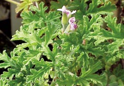 Rose-scented-geranium