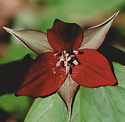 Trillium-erectum