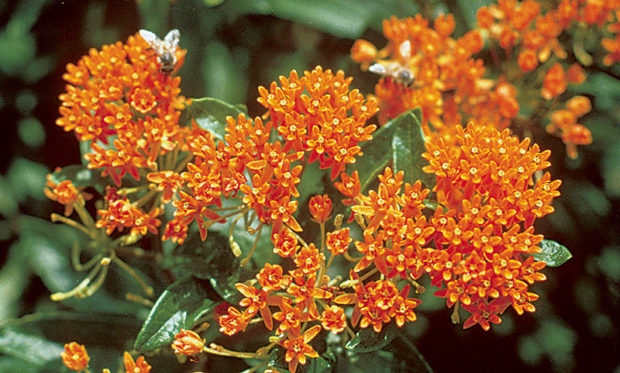 Image of Butterfly bush tree with orange flowers