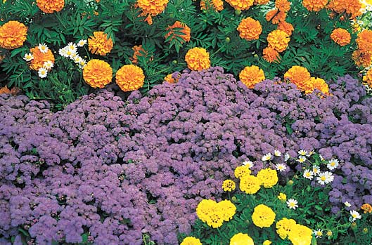 Image of Ageratum companion plant for impatiens