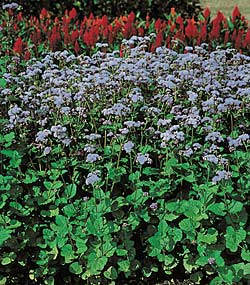 ageratum-blue-horizon