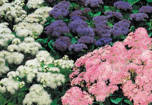 ageratum-hawaii-mix