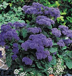 ageratum-leilani